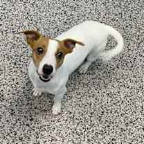 Thumbnail photo of Dexter #2