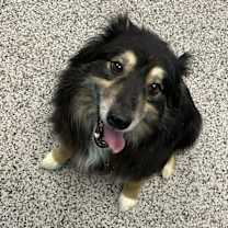 Thumbnail photo of Raven #2