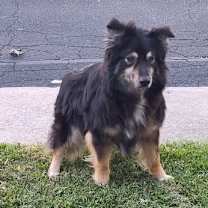 Thumbnail photo of Raven #3