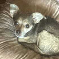 Thumbnail photo of Lazy Daisy #1