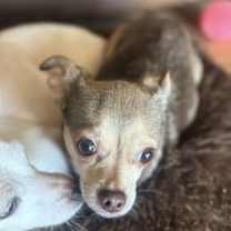 Thumbnail photo of Lazy Daisy #2