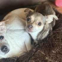 Thumbnail photo of Lazy Daisy #3