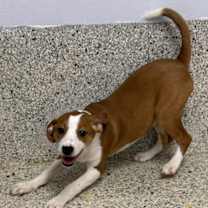 Thumbnail photo of Dolli #2