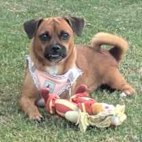 Thumbnail photo of Polly #1