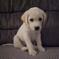 Thumbnail photo of Jack #1