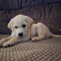 Thumbnail photo of Jack #2