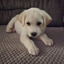 Thumbnail photo of Jack #3