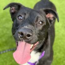 Thumbnail photo of Licorice #1