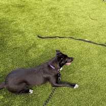 Thumbnail photo of Licorice #2