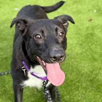 Thumbnail photo of Licorice #3