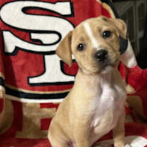 Thumbnail photo of Ace #1