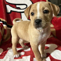 Thumbnail photo of Ace #2