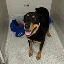 Thumbnail photo of Poco #2