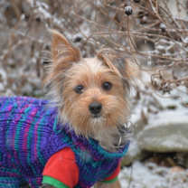 Thumbnail photo of Muffin #4