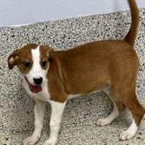 Thumbnail photo of Dolli #3