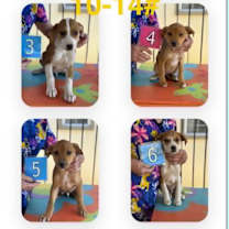 Thumbnail photo of Dolli #4