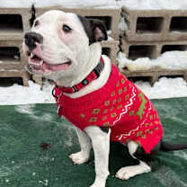 Thumbnail photo of Xena #1