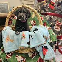 Thumbnail photo of Biscuit the Schnauzer Mix Pupp #1