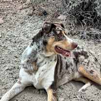 Thumbnail photo of Atlas #4