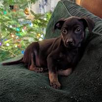 Thumbnail photo of Chenille the tiny  mixed breed #1