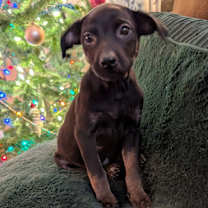 Thumbnail photo of Chenille the tiny  mixed breed #2