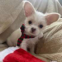 Thumbnail photo of Tristan #1