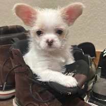 Thumbnail photo of Tristan #2