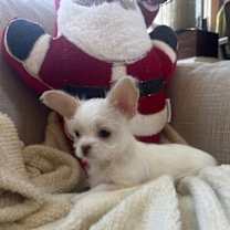 Thumbnail photo of Tristan #3