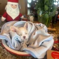 Thumbnail photo of Tristan #4