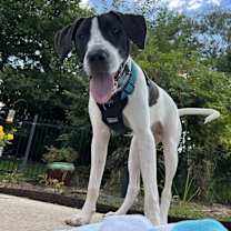 Thumbnail photo of Odysseus (Ody) #2