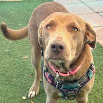 Thumbnail photo of Harlee #1