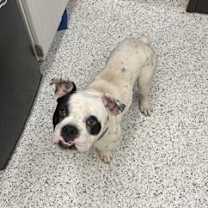 Thumbnail photo of Fuzzy Lumpkins #2