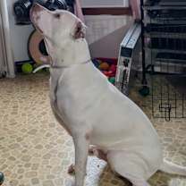 Thumbnail photo of Stanley #2