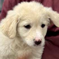 Thumbnail photo of Juicy #3