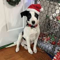 Thumbnail photo of Sage #3