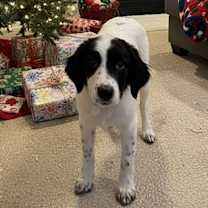 Thumbnail photo of Spruce #4