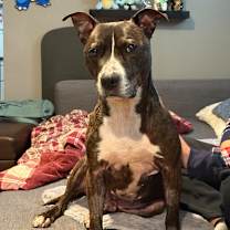 Thumbnail photo of Beau #1