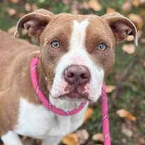 Thumbnail photo of Bambi #2