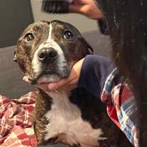 Thumbnail photo of Beau #3