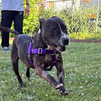 Thumbnail photo of Beau #4