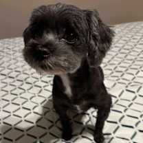 Thumbnail photo of Olive #2