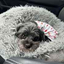 Thumbnail photo of Olive #3