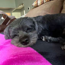 Thumbnail photo of Olive #4