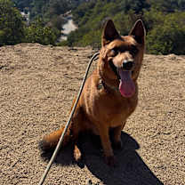 Thumbnail photo of Reishi #3