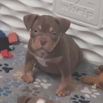 Thumbnail photo of Lovely #1