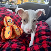 Thumbnail photo of Rookie #2