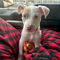 Thumbnail photo of Rookie #3