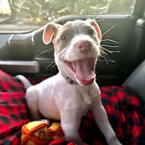 Thumbnail photo of Rookie #4