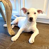 Thumbnail photo of Ace #3