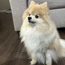 Thumbnail photo of Armani #4